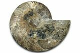 Cut & Polished Ammonite Fossil (Half) - Madagascar #347831-1